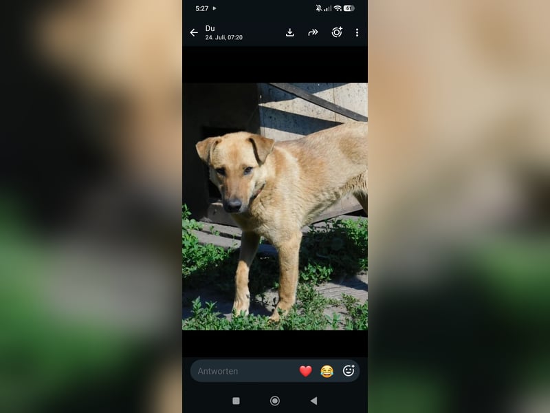 Ray  - Labrador Mischling sucht sein Für -immer -Zuhause.