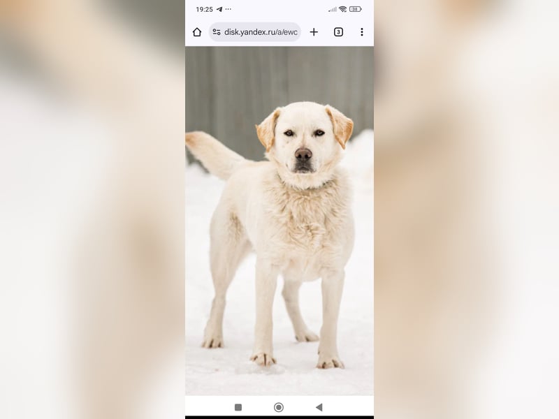 Willy reinrassiger Labrador sucht sein Für -immer -Zuhause