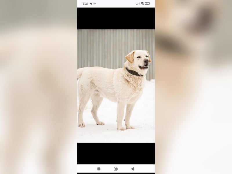 Willy reinrassiger Labrador sucht sein Für -immer -Zuhause
