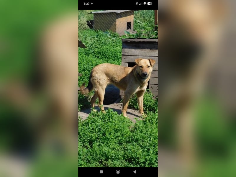 Ray  - Labrador Mischling sucht sein Für -immer -Zuhause.