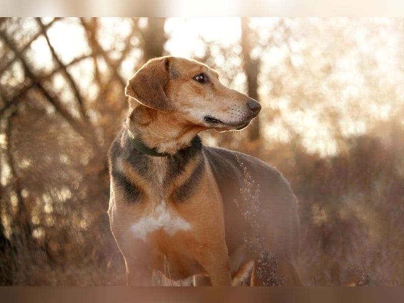 Baddy- Laufhund - sucht ein für immer Zuhause