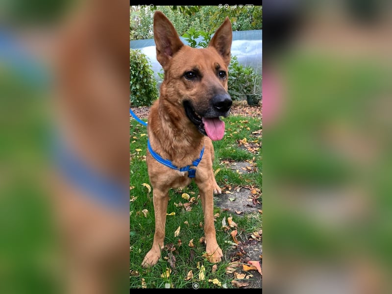 Schäferhund Mischling Roni sucht sein Zuhause ❤️