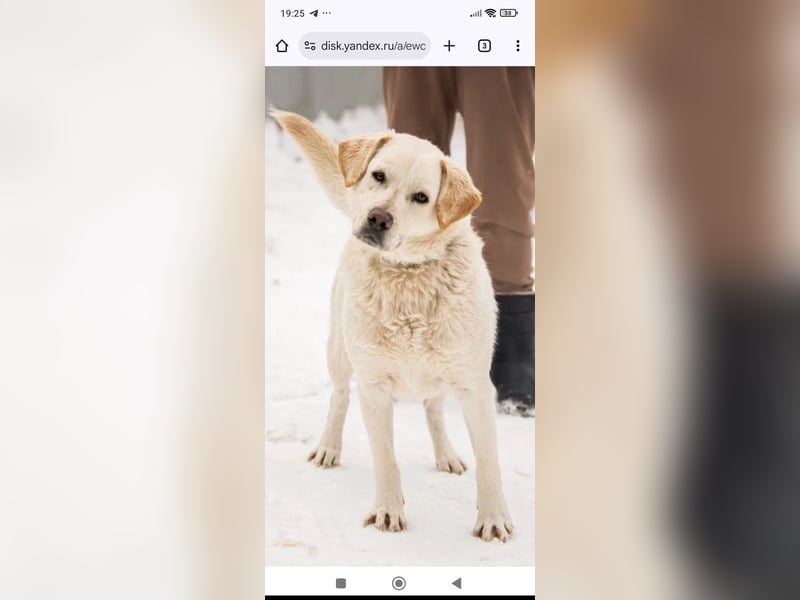 Willy reinrassiger Labrador sucht sein Für -immer -Zuhause