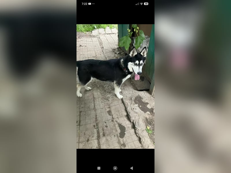 Nayda Husky Mischling sucht ihr Für -immer -Zuhause ❤️❤️❤️