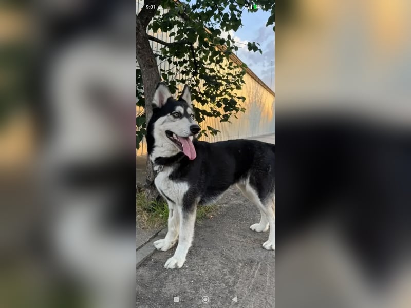 Nayda Husky Mischling sucht ihr Für -immer -Zuhause ❤️❤️❤️