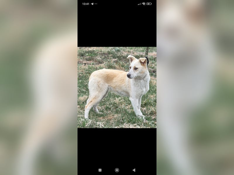 Emma sucht ihr Für -immer -Zuhause ❤️❤️❤️