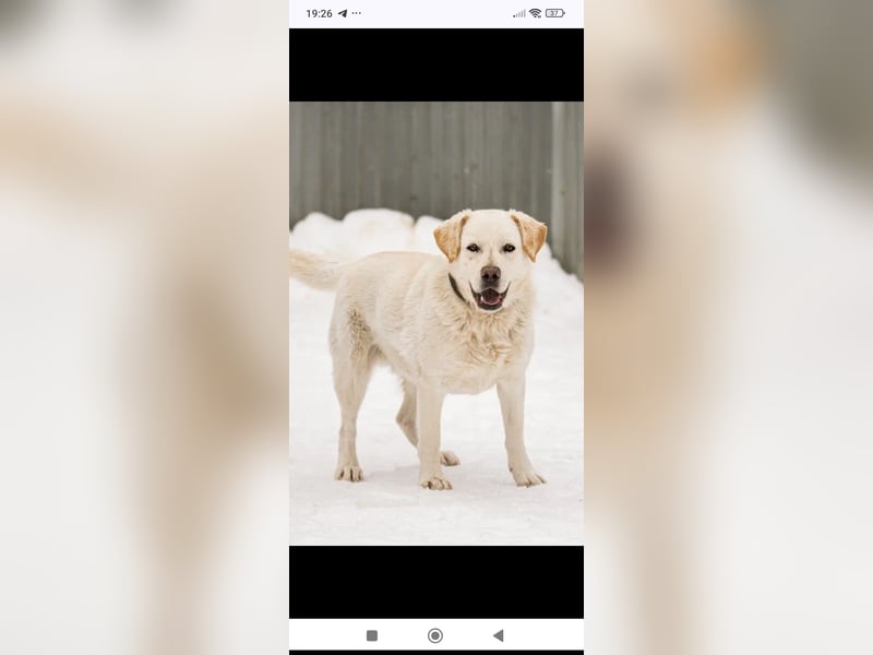 Willy reinrassiger Labrador sucht sein Für -immer -Zuhause