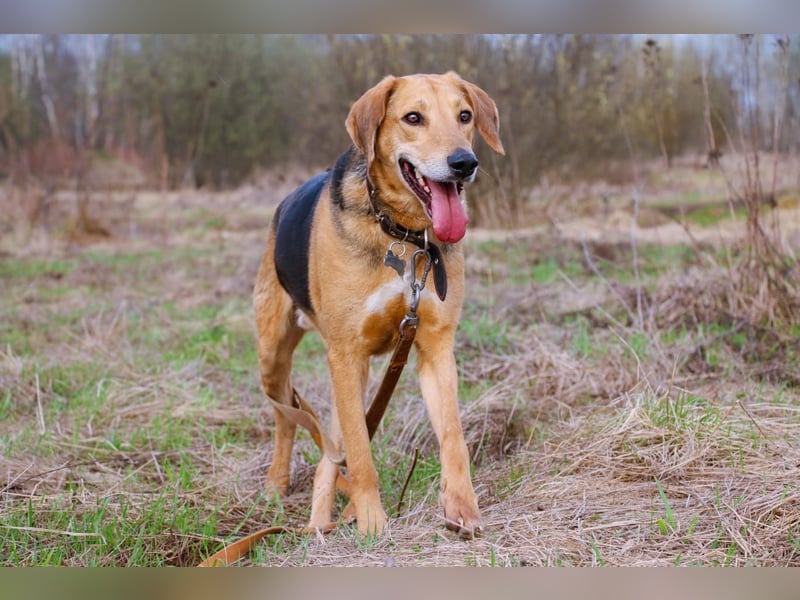Baddy- Laufhund - sucht ein für immer Zuhause