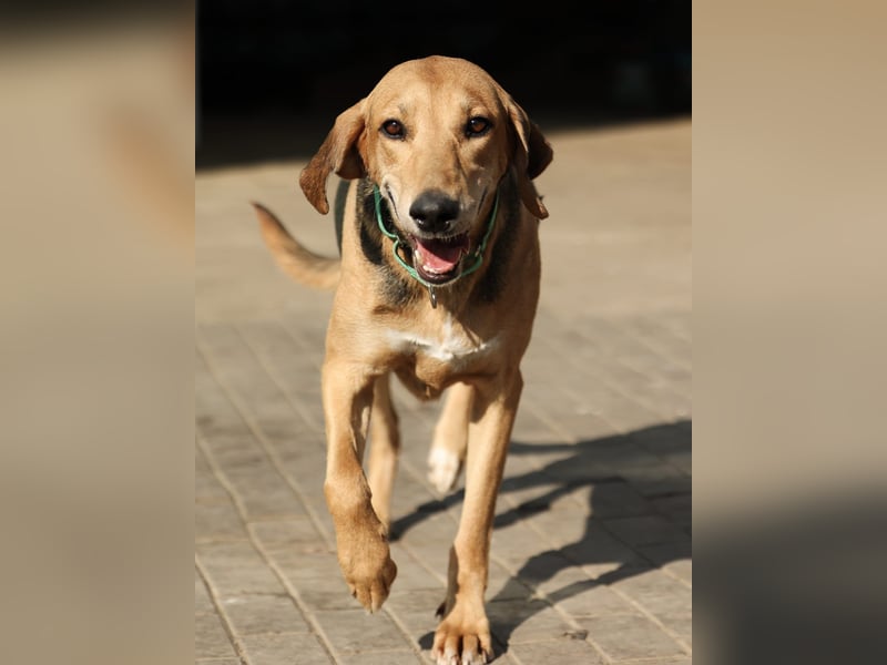 Baddy- Laufhund - sucht ein für immer Zuhause