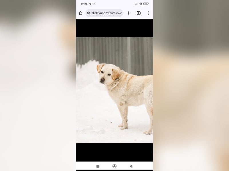 Willy reinrassiger Labrador sucht sein Für -immer -Zuhause