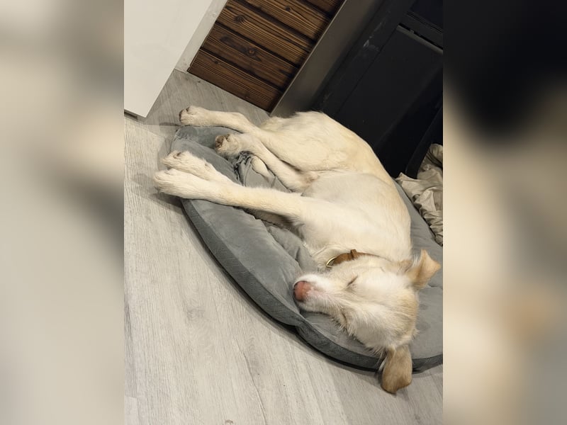 Traumhund Harry -Nur in allerbeste Hände und schwersten Herzens