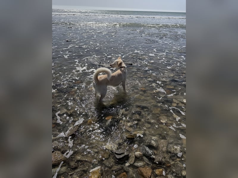 Traumhund Harry -Nur in allerbeste Hände und schwersten Herzens