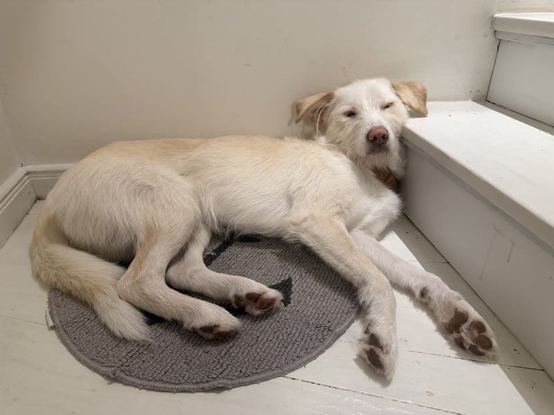 Traumhund Harry -Nur in allerbeste Hände und schwersten Herzens