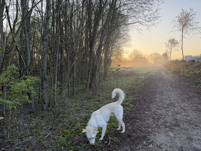 Traumhund Harry -Nur in allerbeste Hände und schwersten Herzens