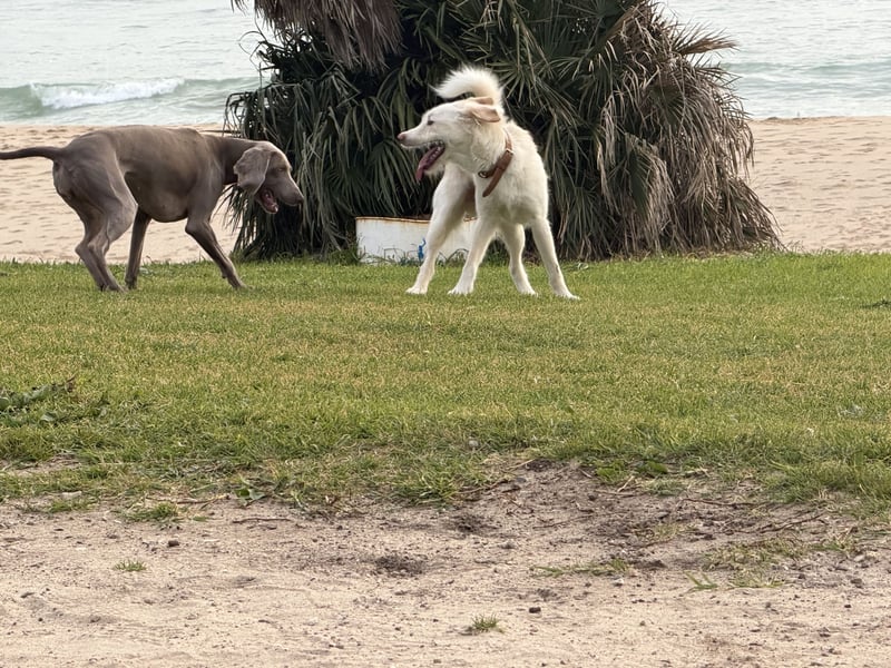 Traumhund Harry -Nur in allerbeste Hände und schwersten Herzens