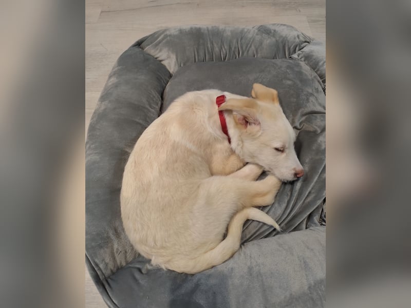 Traumhund Harry -Nur in allerbeste Hände und schwersten Herzens