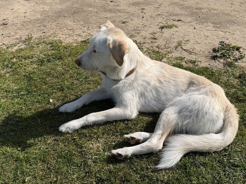 Traumhund Harry -Nur in allerbeste Hände und schwersten Herzens