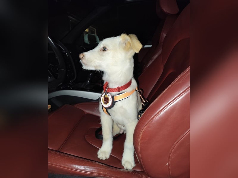 Traumhund Harry -Nur in allerbeste Hände und schwersten Herzens