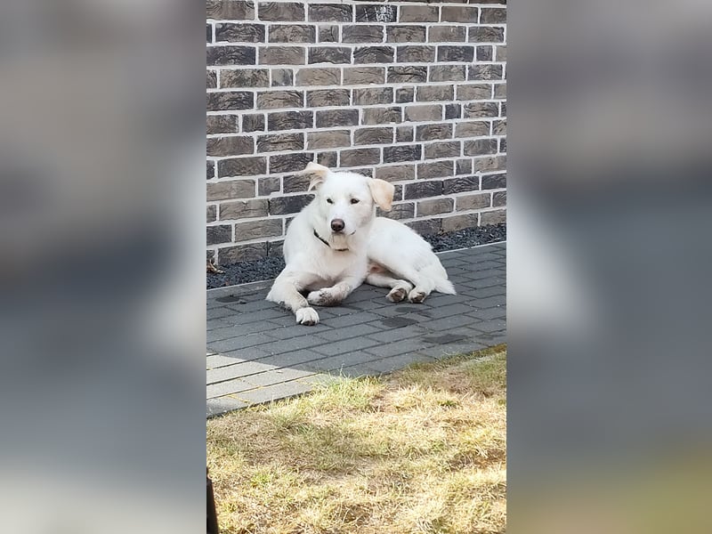 Traumhund Harry -Nur in allerbeste Hände und schwersten Herzens