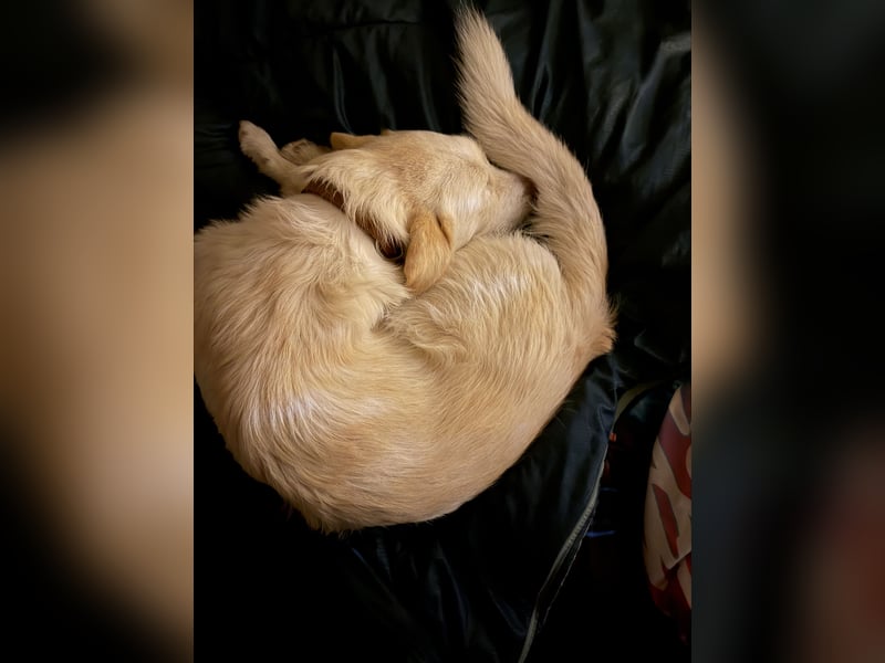 Traumhund Harry -Nur in allerbeste Hände und schwersten Herzens