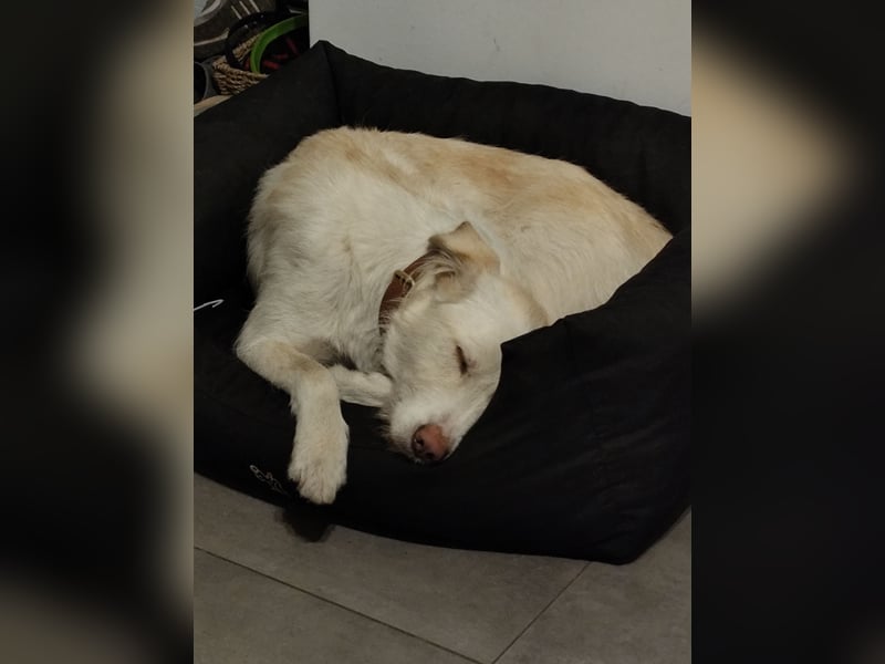Traumhund Harry -Nur in allerbeste Hände und schwersten Herzens