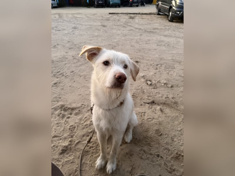 Traumhund Harry -Nur in allerbeste Hände und schwersten Herzens