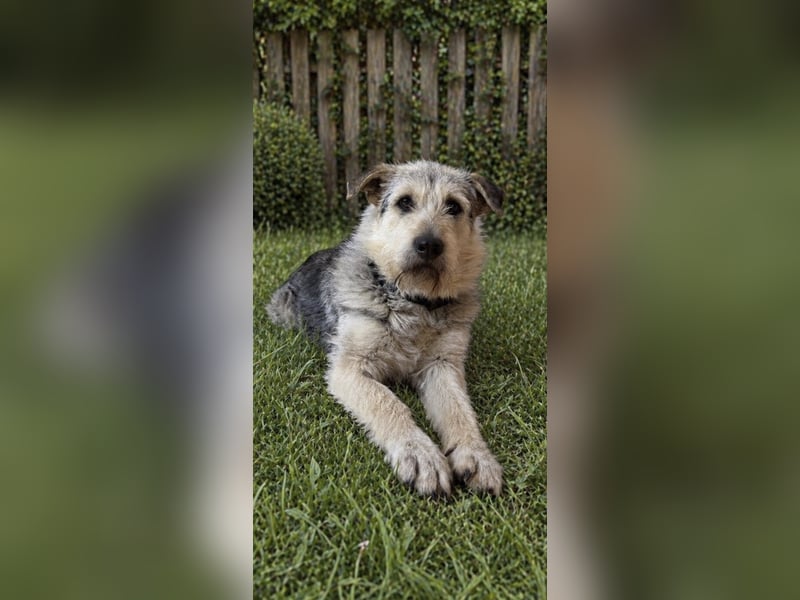 Rex sucht seine Für-immer-Familie