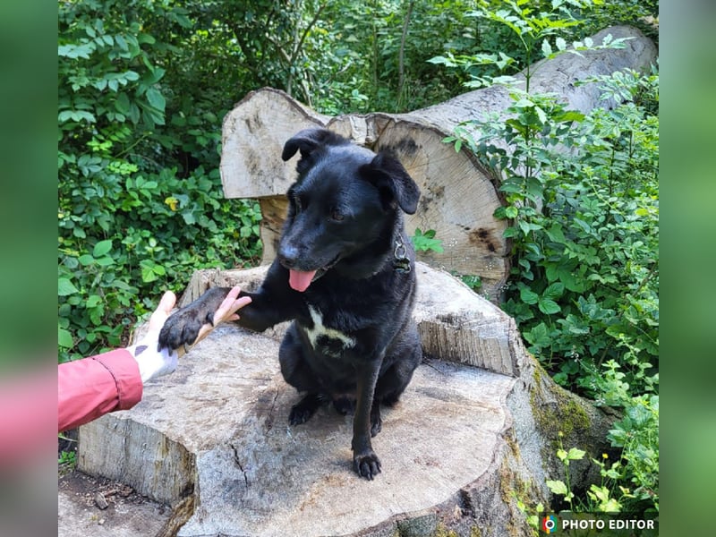 Bobby hat seinen Besitzer verloren und sucht ein neue Familie