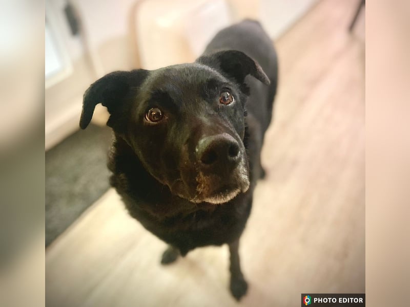 Bobby hat seinen Besitzer verloren und sucht ein neue Familie