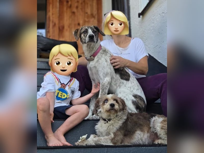 Viorica - sanfte Junghündin sucht ihre Menschen