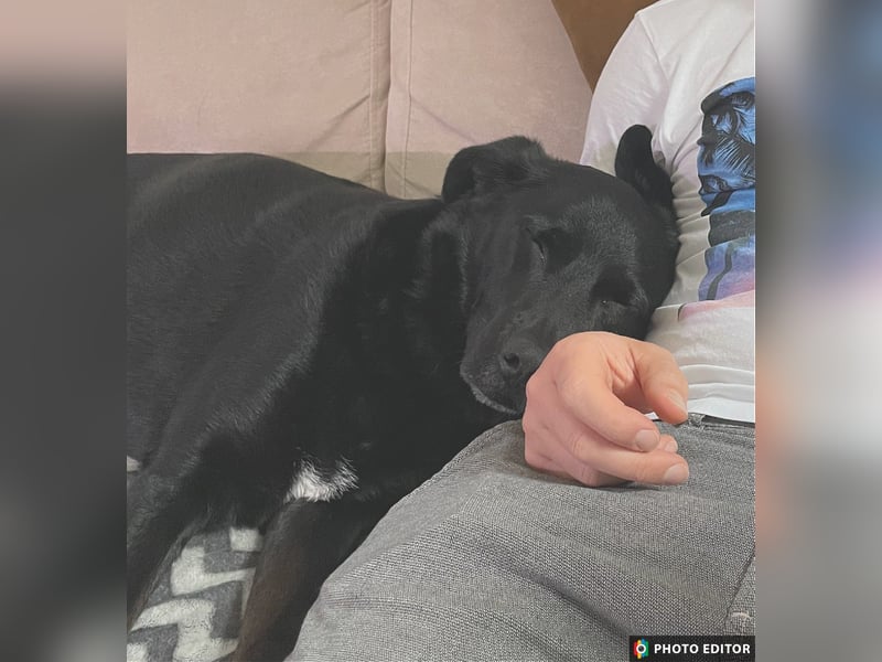 Bobby hat seinen Besitzer verloren und sucht ein neue Familie