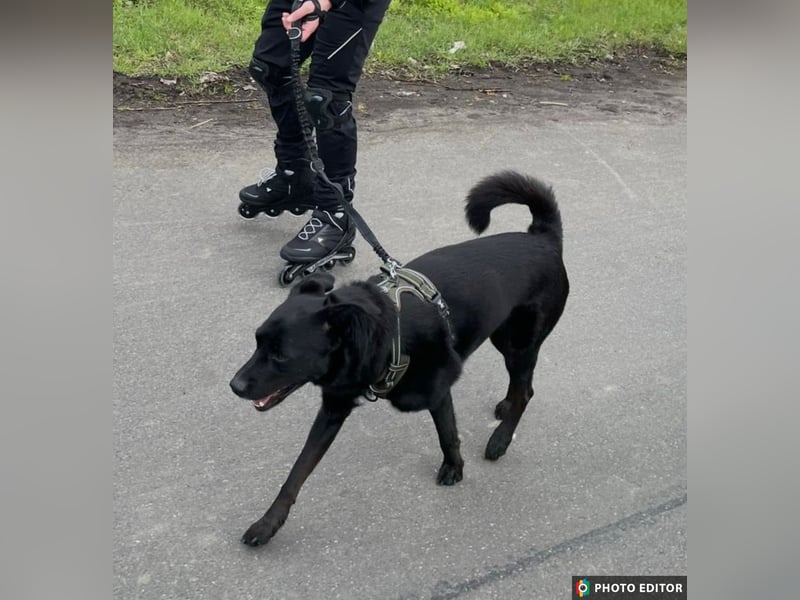 Bobby hat seinen Besitzer verloren und sucht ein neue Familie