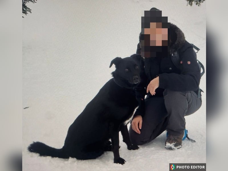 Bobby hat seinen Besitzer verloren und sucht ein neue Familie