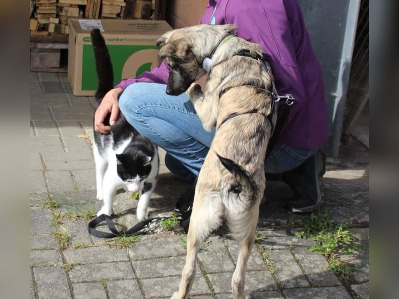 Kajo sucht sein Glück