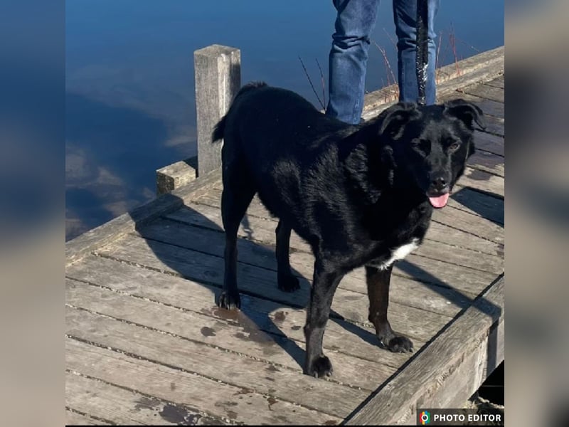 Bobby hat seinen Besitzer verloren und sucht ein neue Familie