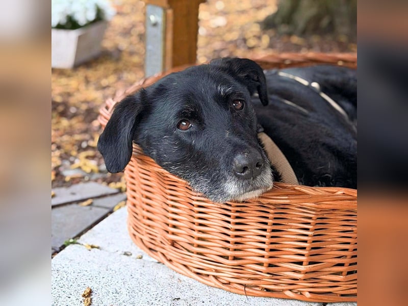 Alva - wurde ausgesetzt