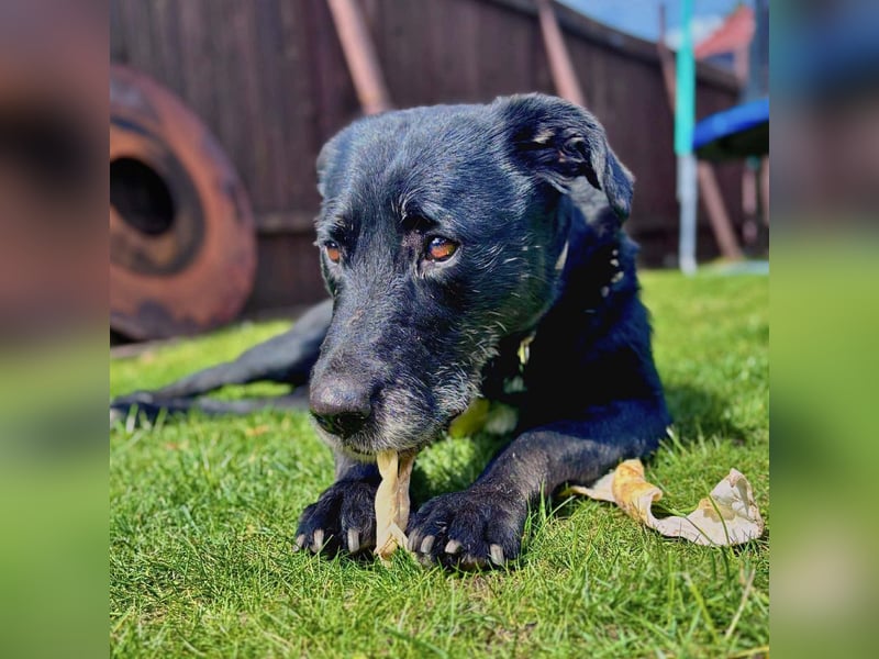 Alva - wurde ausgesetzt