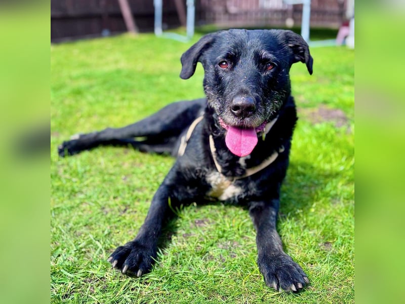 Alva - wurde ausgesetzt