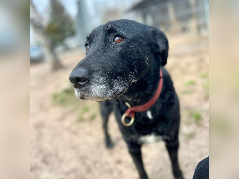 Alva - wurde ausgesetzt