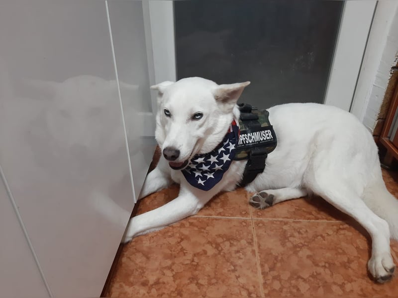 Aris - freundlich, ausgeglichen und bereit für sein neues Leben