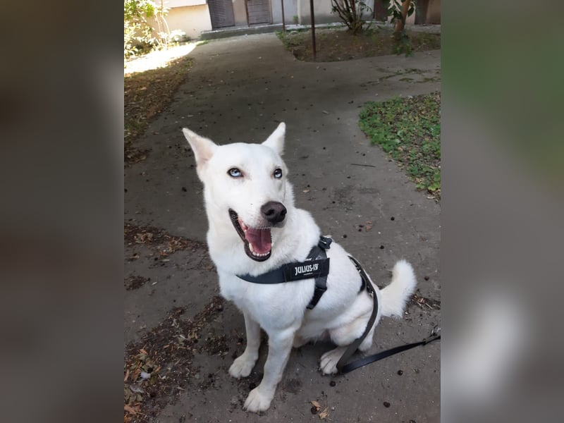 Aris - freundlich, ausgeglichen und bereit für sein neues Leben