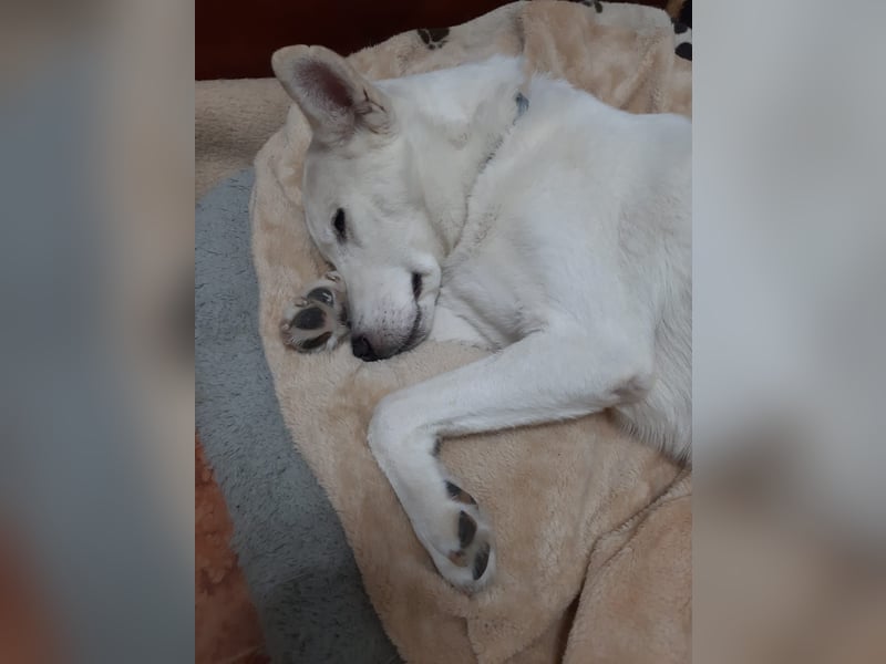 Aris - freundlich, ausgeglichen und bereit für sein neues Leben