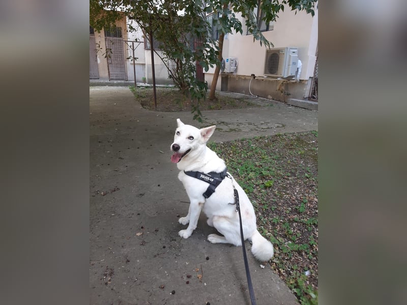 Aris - freundlich, ausgeglichen und bereit für sein neues Leben