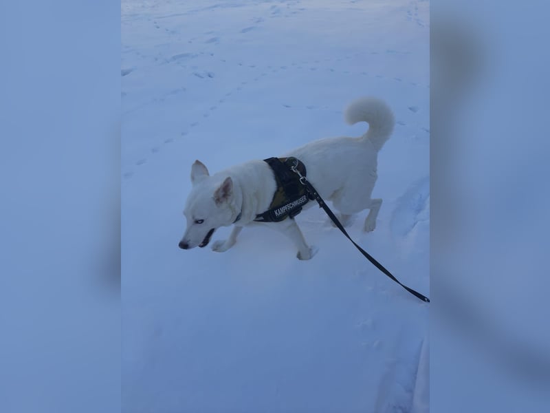 Aris - freundlich, ausgeglichen und bereit für sein neues Leben