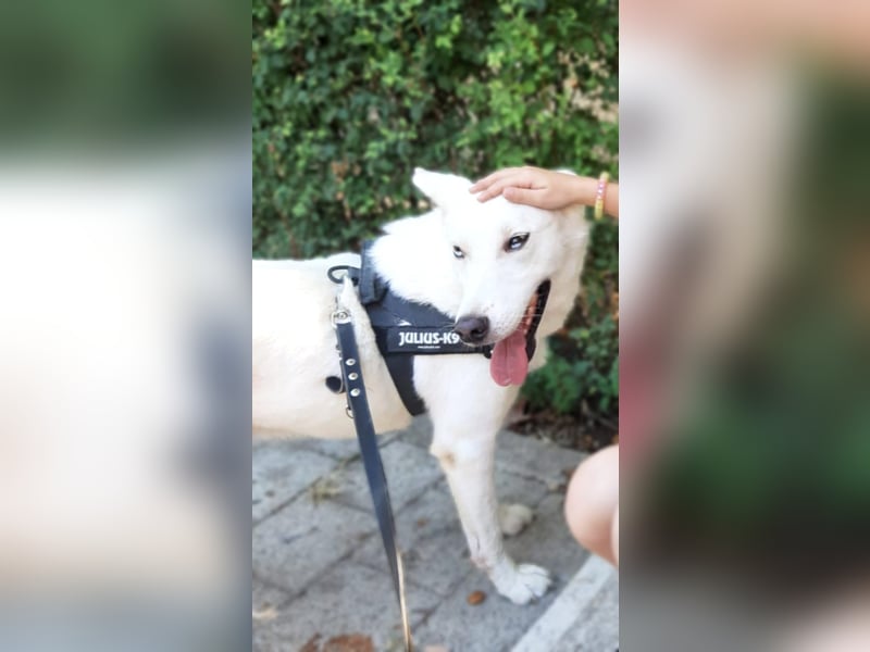 Aris - freundlich, ausgeglichen und bereit für sein neues Leben