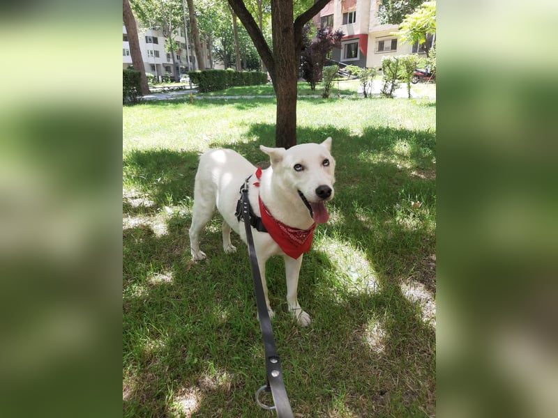 Aris - freundlich, ausgeglichen und bereit für sein neues Leben