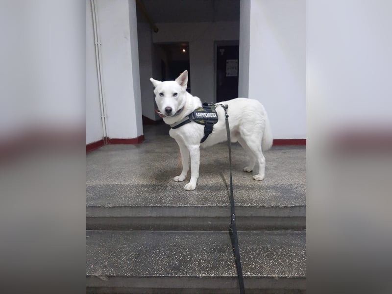 Aris - freundlich, ausgeglichen und bereit für sein neues Leben