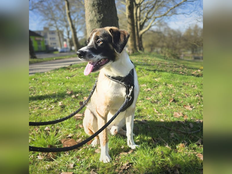 Soul - suchen ein ländl. Zuhause