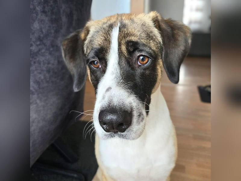 Soul - suchen ein ländl. Zuhause