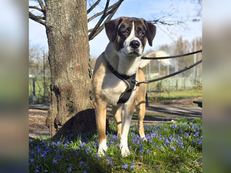 Soul - suchen ein ländl. Zuhause